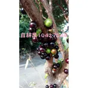 樹葡萄苗蝦取宅配滿4棵出貨可合併不同品項 四季福岡艾斯卡沙巴阿根廷