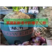 根芹菜籽包~ 根莖圓球型，根葉均可食用，芹菜香味濃厚。是籽非球根；100粒/份；不含運滿100才出貨