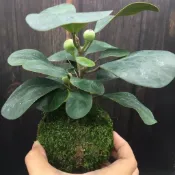 小盼菩提盆栽苗  菩提樹禪意招財好養植物盆栽 菩提 3吋
