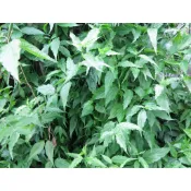 憂遁草枝條一支(10公分)，裸株，葉子，葉子+梗，下標前麻煩買家請先看關於我和產品說明的內容，並和賣家確認是否還有貨，完