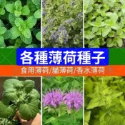 🥬食用薄荷種子 美國薄荷四季播種陽台盆栽天然驅蚊草留香蘭薄荷種子清爽香料種子四季盆栽種子 食用薄荷貓薄荷羅勒糖果薄荷