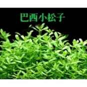 淺草屋🌱 巴西小松子 ★不需CO2★