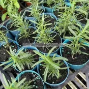 ╭＊田尾玫瑰園＊╯迷迭香Rosemary、海洋之露、瑪利亞的玫瑰【3吋盆 高度約10cm】觀葉植物 香草植物 食用植物