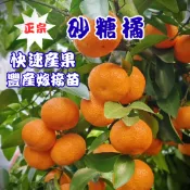 【正宗砂糖橘】快速產果 矮化嫁接苗 果樹盆栽 陽台果園 水果苗 果樹苗 柑橘類 砂糖橘 砂糖橘苗