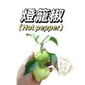 嘉義現貨（白果燈籠椒LJ-2 ）（微辣）青果微皺皮圓形辣椒種子庭院盆栽農家蔬菜種子果菜