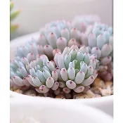 藍豆🫐買1送1🎁夏季植株有些許斑點、缺葉🍂不影響療癒感｜1吋多肉🌵滿200元出貨🚚