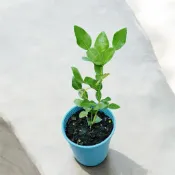 英宏 馬蜂橙5寸 泰國萊姆葉 觀葉植物 香料植物 果樹 果苗