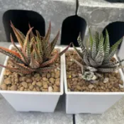 十二之卷白錦#金城錦#百合科硬葉十二卷屬#多肉植物#含盆寄送