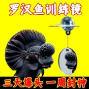 {台灣工廠}羅漢魚專用鏡子攻頭起頭爆頭懸浮球雙面鏡訓練泰金羅漢魚攻頭神器