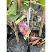☆萬花叢★水果苗【黑葉荔枝】★4吋黑軟盆★25-50cm☆