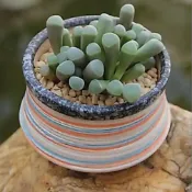 ★觀葉之王★【五十鈴玉】番杏科｜多肉植物 生石花 肉錐