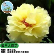 宿根多年生 黃玉重瓣太陽花種子 大花瑪格麗特種子 非洲菊種子 庭園花壇 四季開花 耐熱好種 開花不斷 陽台盆栽花卉