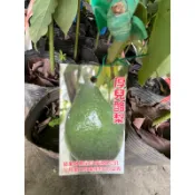 厚兒酪梨/酪梨苗/永吉種苗園