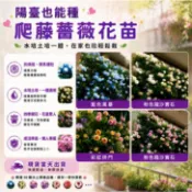 現貨【盆栽地栽｜輕鬆種】爬藤玫瑰苗 帶葉子出貨 爬藤薔薇苗 花量豐富 陽臺綠植花園綠化 濃香薔薇 四季盛開 花卉