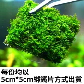 《林作物》水草 各式莫絲鐵片5✖️5cm 三角/火焰/淚眼/爪哇/怪蕨/珊瑚/莫絲 莫斯 莫思 墨絲 莫絲 moss
