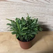 綠園-小品羅漢松-種子盆栽-3吋盆