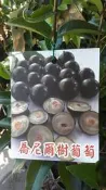 水果苗 ** 喬尼爾樹葡萄 ** 4.5吋盆/高20-30cm/早生大果【花花世界玫瑰園】OvO