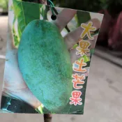 大果土芒果苗，土芒果嫁接苗