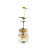 (店+)【理想小品】幸運樹【現貨】水耕盆栽 玻璃花瓣胖胖瓶 無土種植 觀葉植物 室內植物 玻璃飾品 創意花盆 盆栽