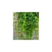 (店+)花森好市-藤蔓植物**常春藤(不分品種)**5-6吋吊盆/高10-15cm/自然界淨化空氣的幫手/MA