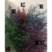 霜月~乾燥花素材-卡斯比亞（染.原色)乾燥花/盆花/花束手作素材 攝影道具 新娘捧花 乾燥花束 超值價現貨全 手作乾燥花