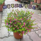 田尾玫瑰園 l 細葉雪茄花、細葉萼距花、雪茄花【五吋盆 高度約20cm】花壇 地被 觀花植物 (品種眾多歡迎詢問)