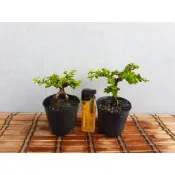 2吋黑軟盆 壽娘子 小品盆栽 盆景 豆盆 瓶生態 微景觀 微型盆栽 迷你盆栽 diy素材