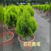 初花農場|黃金扁柏、銀柏、龍柏、翠柏、檀香柏、藍柏|林木植物|6吋盆|全日照|柏樹超取一箱限定2棵