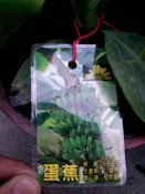 ╭＊田尾玫瑰園＊╯水果苗-(蛋蕉)