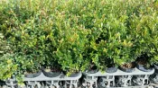 ╭＊田尾玫瑰園＊╯綠籬植物--(金門赤楠)3吋盆40元