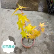 初花農場|目前芽都不長｜加拿大黃楓、紅八房、紅小袖、泰勒楓、茜、浜乙女、黃金舞森、姊妹天使、笠置山、初星星|室外植物