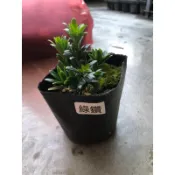 品種羅漢松苗/綠鑽/小虎斑/米粒/黑金剛/金鑽/