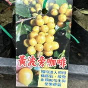 【巴西黃波旁】咖啡苗 3.5吋盆 水果苗 嫁接苗 果樹苗 樹苗 果樹盆栽 咖啡苗