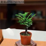 現貨 小葉紫檀（10粒）稀有名貴林木 印度小葉紫檀樹種子新彩種子高發芽率 檀香樹種子 羽葉檀 多年生