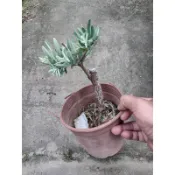 芳苑樹花苗農場：藍羅漢松