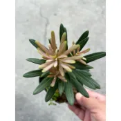 紫真趣 紅芽羅漢松｜3.5吋苗植袋～扦插苗木⋯