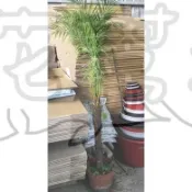 花幫派_ 喬木觀葉植物—羅比親王椰子--常綠灌木或小喬木~羅比親王海棗/株高1.5尺/總高3-4尺
