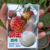 霸王荔枝✅超矮化盆栽✅巨無霸品種+結過果 荔枝樹 鵝蛋荔枝 荔枝苗 大丁香荔枝 果苗 樹苗 矮化果樹 矮化盆栽 荔枝