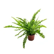 (店+)【Gardeners】波士頓腎蕨 3吋盆 -1入室內植物/綠化植物/蕨類植物