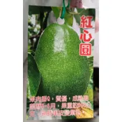 紅心圓酪梨 請先洽詢 酪梨苗 樹苗 盆栽 果樹苗 果苗 清進二號 A花 可單棵結果 另有 厚兒 秋可 哈斯 無籽 嘉選