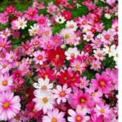 現貨 新種 波斯菊種子（250粒）格桑花種子 四季開花不斷 野花組合耐寒耐病易養活 室內庭院觀賞 花卉 觀賞植物盆栽