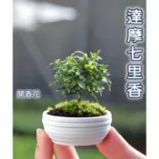 達摩七里香3吋 六月雪  達摩九里香  細葉達摩七里香 迷你盆栽 小葉赤楠  小豆盆 小葉赤楠樹苗 金門赤楠