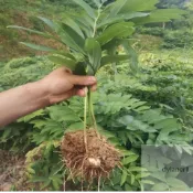 黃精種子｜老虎姜 雞頭黃精 節節高 滇黃精｜中草藥材盆栽｜可食用塊根｜陽台庭院種植｜養生植物 自種自用