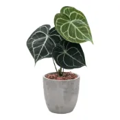 (店+)開心農元 觀葉植物 圓葉花燭 明脈花燭 水泥盆栽
