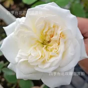 白歐哈拉 白荔枝 瓶插切花 強香《四季有花玫瑰園》玫瑰苗 玫瑰盆栽 嫁接樹玫瑰 月季棒棒糖