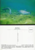明信片- 空白名信片 臺灣櫻花鉤吻鮭 明信片