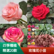 自家種植 🌹【20款玫瑰花小苗】🌹  大花月季玫瑰花苗 種子 濃香型耐寒好養綠植花卉盆栽室內外陽台 多年生 圖片僅供參考