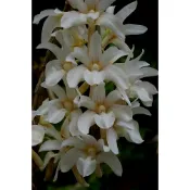 Dendrobium chameleon x sib原生種石斛蘭、蘭花、 瓶苗