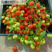 現貨🌶️紅帽子辣椒種子（100粒）新種上市 （微辣）高度約為60CM 果實芳香 高產可觀賞可食用辣椒種子 庭院陽台盆栽種