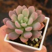❁採花❁ 藍寶石x桃之卵-多肉植物/療癒盆栽/園藝